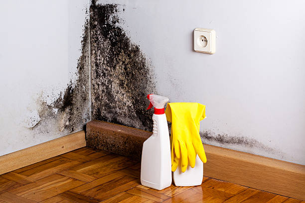 Best White Mold Remediation in Summit, MS